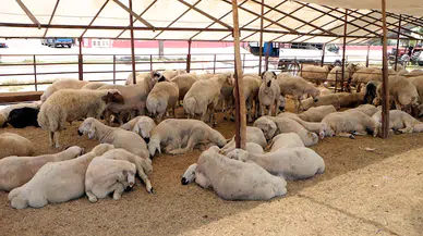 'Kurbanlıkları sıcaktan korumalıyız'
