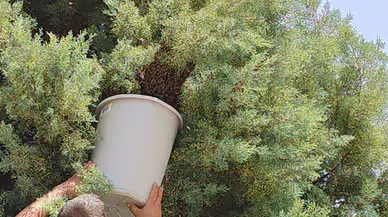 Ağaca oğul veren arıları topladı