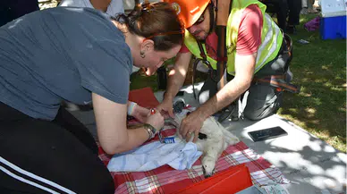 Sinop'ta leylek yavruları sağlık kontrolünden geçirilip halkalandı