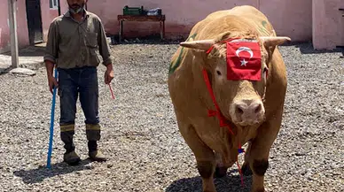 1 ton 150 kiloluk 'Şahmurat' 300 bin liraya satıldı