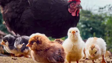 DSÖ: Meksika’daki kuş gribi vakası diğer hastalıklardan dolayı hayatını kaybetti