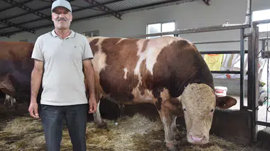 1 ton 250 kilogramlık 'Aslan', satılmayı bekliyor