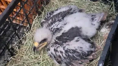 Nesli tükenmekte olan hayvan  satışına 177 bin lira para cezası 