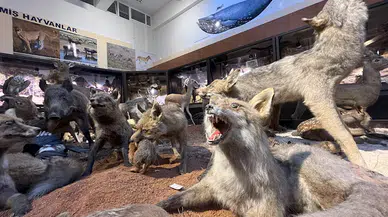 Trafik kazasında ve doğada ölen hayvanlar, tahnit edilerek BUÜ Zooloji Müzesi'nde sergileniyor