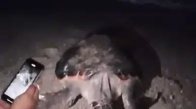 Cep telefonu ışığıyla rahatsız edilen deniz kaplumbağası, yumurta bırakmadan suya döndü