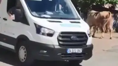 İstanbul - Büyükçekmece'de kaçan kurbanlık boğa paniğe neden oldu