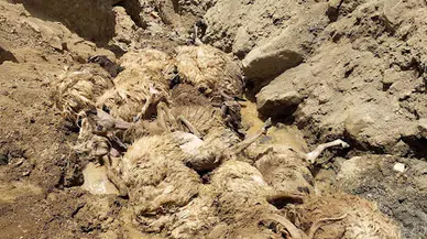 Sürüdeki koyunun peşinden 27 koyun daha uçuruma atlayıp öldü