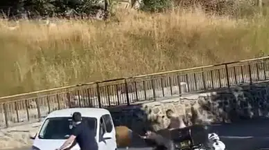 İstanbul - Maltepe’de kaçan boğa sahibini yerde sürükledi