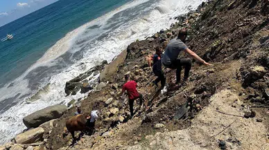 Zonguldak'ta kurbanlık boğa denize kaçtı