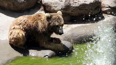 Hayvanat bahçesinde 40 derece sıcakta hayvanlara buzlu kokteyl