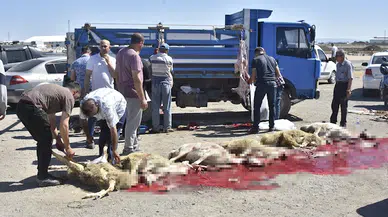 Konya'da izinsiz kurban pazarında kaçak kesim