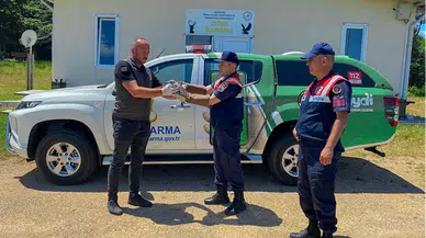 Sinop'ta yaralı martıya jandarmadan yardım eli