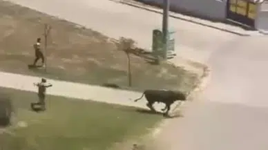 Sahibinin elinden kaçan boğa parka girdi; o anlar kamerada