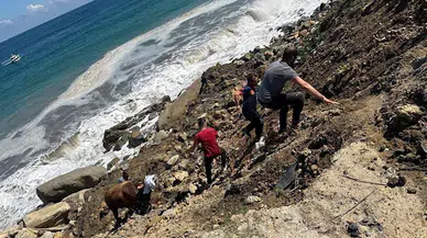 Zonguldak'ta kesime getirildiği sırada denize kaçan boğayı itfaiye ekipleri yakaladı 