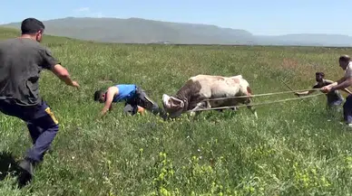 Kaçan boğaya uyuşturucu iğne atıp kementle yakaladılar, sahibi boynuz darbelerinden son anda kurtuldu