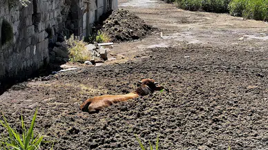 Kayseri'de kesim sırasında kaçan boğa, hayvan gübresi çukuruna düştü