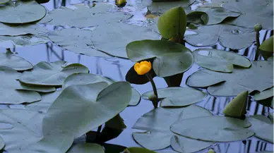 Abant ve Gölcük'te endemik nilüfer çiçeğini kopartmanın cezası 387 bin 141 lira 