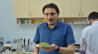  Bilimsel çalışma, doğal İzmir kekiğinin antibiyotikten etkili olduğunu ortaya koydu