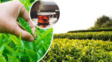 Çay Üreticilerinin Destekleme Ödemeleri Ne Zaman Yatacak?