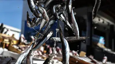 Hamsi avcılığına kota uygulaması getiriliyor