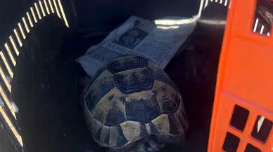 Sokak hayvanları besleme alanında yangın; 30 kulübe yandı (2)