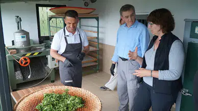 Hollanda’dan Rize’ye gelip çayın üretim aşamalarını gördüler