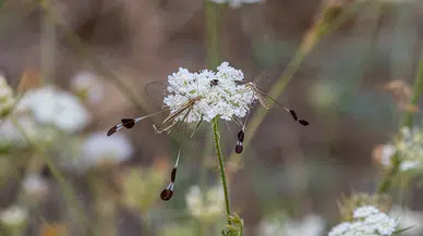 Nesli tehlikede olduğu için hatıra paralara resimleri basılan böceğin sayısında artış var 