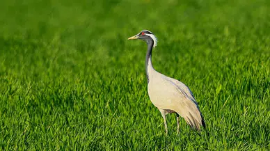 Amasya'da yavru büyütme dönemindeki telli turnalar görüntülendi