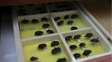 Tokat'ta üniversitenin "böcek müzesi"nde binden fazla tür bulunuyor