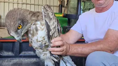 Edirne'de çeltik tarlasında bulunan yaralı atmaca tedaviye alındı 