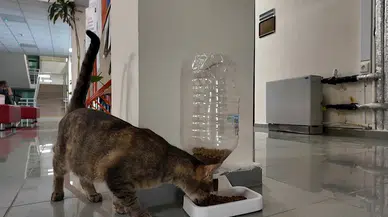 Can dostları için üniversitede geri dönüşümden mama kabı