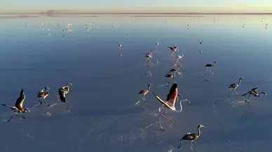 Tarım ve Orman Bakanlığı: 10 yılda 154 turna halkalandı