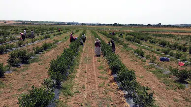 Edirne'de yaban mersini yetiştirip hasadını yaptı