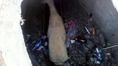 Ceyhan'da kanalizasyona düşen koyun kurtarıldı