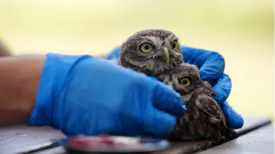 Düzce'de "uçuş provası"nda kaybolan kukumav yavruları korumaya alındı