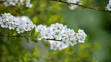 Trabzon’da 25 hektar alanda yetiştirilen fidan ve çiçekler toprakla buluşturulacak