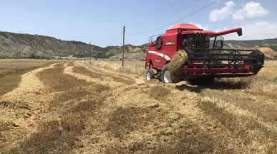 Dodurga'da arpa hasadı başladı