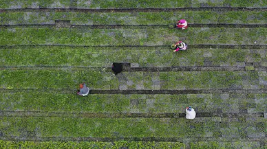 Trabzon'da 25 hektar alanda yetiştirilen fidan ve çiçekler toprakla buluşturulacak