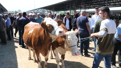 Satılmayan kurbanlıkları Et ve Süt Kurumu satın alacak