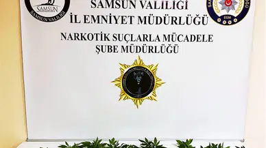 Samsun'da 21 kök kenevir bitkisi ele geçirilmesiyle ilgili 2 zanlı yakalandı