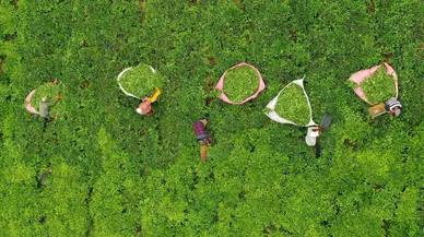 Birinci Sürgün Yaş Çay Hasadı Tamamlandı: Çaykur Rekor Kırdı!