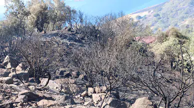 İzmir’de otların tutuşmasıyla çıkıp zeytinliğe sıçrayan yangın kontrol altında