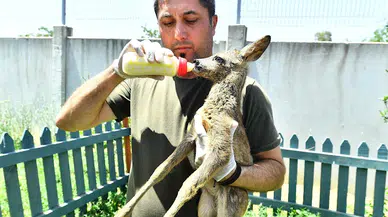Doğal Yaşam Parkı'nın sevimli misafiri biberonla besleniyor