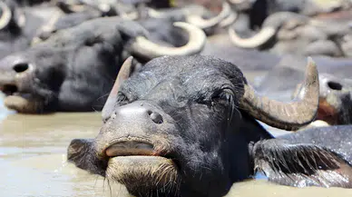 Mandalar doğal gölette çamurlu suda serinledi