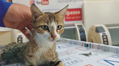 Emekli hemşire, bayram ziyaretinde yolda bulduğu bacağı kırık kediyi tedavi ettirdi