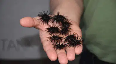 Üretilen 2 milyon denizkestanesiyle denizdeki popülasyona katkı sağlayacaklar