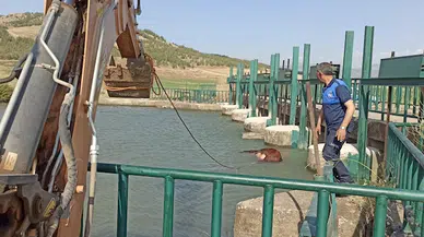 Düştüğü kanalda ölen inek iş makinası ile çıkarıldı