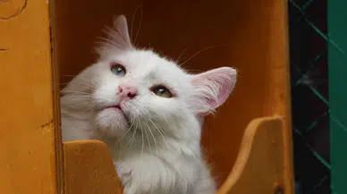 Van Kedi Villası’nın 'Muhtar’ı 18 yaşında