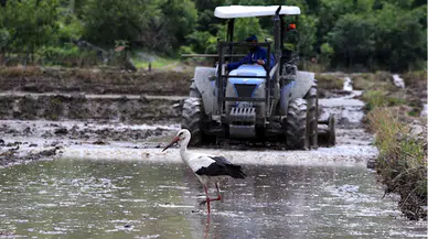 Çeltik tarlalarının müdavimi: Leylekler