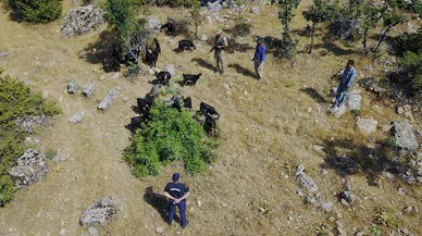 Adıyaman'da kaybolan sürü dronla bulundu